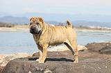 SHAR-PEI 778